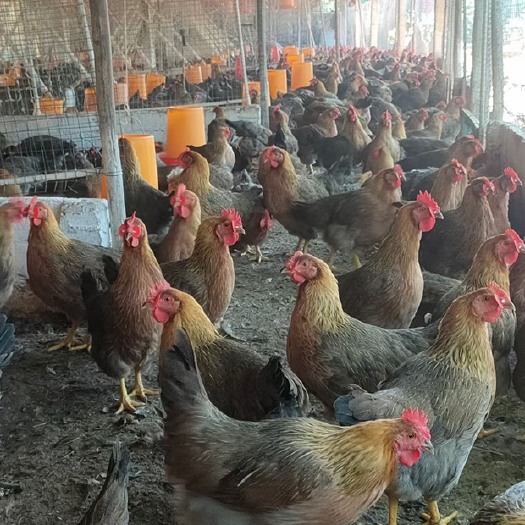 罗定市优质清远麻鸡