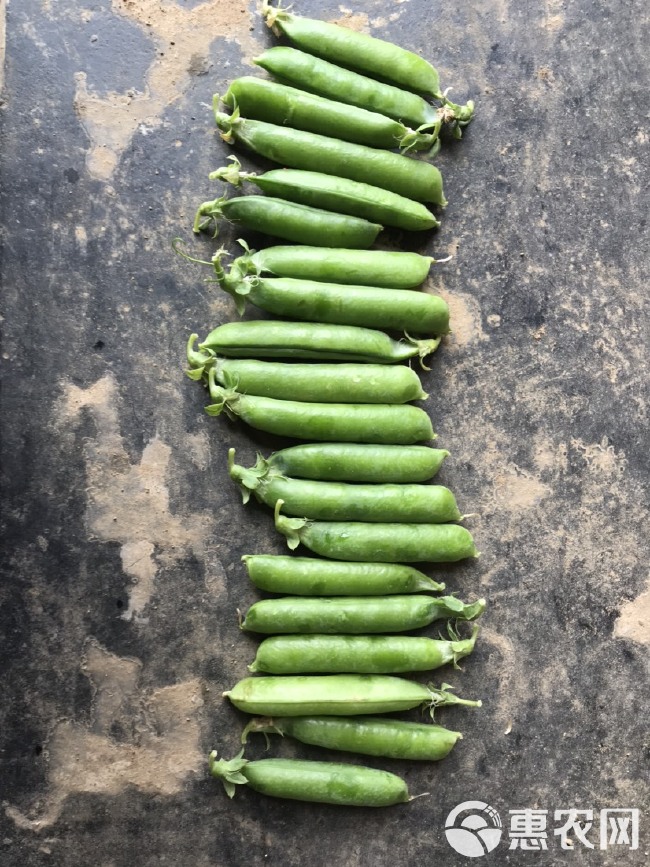 襄阳市襄州区万亩豌豆基地豌豆荚 豌豆大量上市