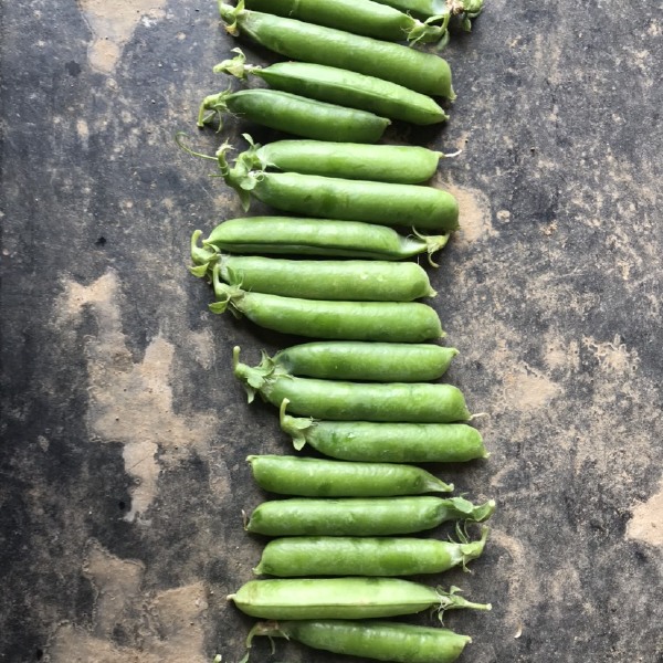 襄阳市襄州区万亩豌豆基地豌豆荚 豌豆大量上市