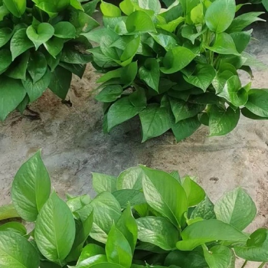 慈溪市绿萝 180#把角红盆，吸甲醛，商场，店内，家里都适合摆放