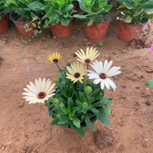  南非万寿菊 基地直销 南非万寿菊 大量供应