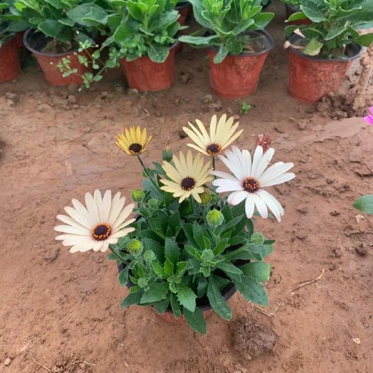 青州市 南非万寿菊 基地直销 南非万寿菊 大量供应