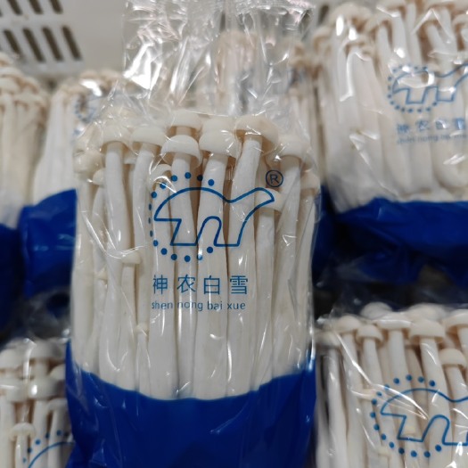 海鮮菇 400克整朵過(guò)膜 包裝精美 工廠直銷(xiāo)