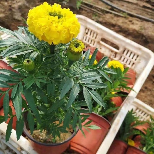 青州市万寿菊，精品苗，基地直发，大量供应