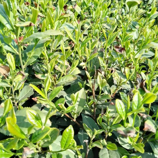 信阳毛尖茶 信阳毛尖 新茶