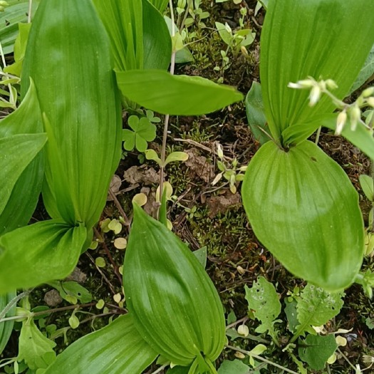 万源市白及 白芨  重楼