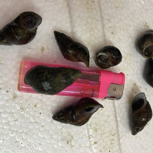 百色 大量1.8以上的山坑螺清水螺出售