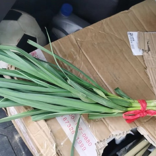 徐州 红根蒜苗