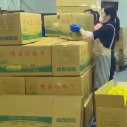 莘县毛蛋 活珠子厂家批发零售，一手货源。
