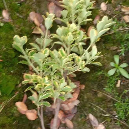 杭州金边黄杨