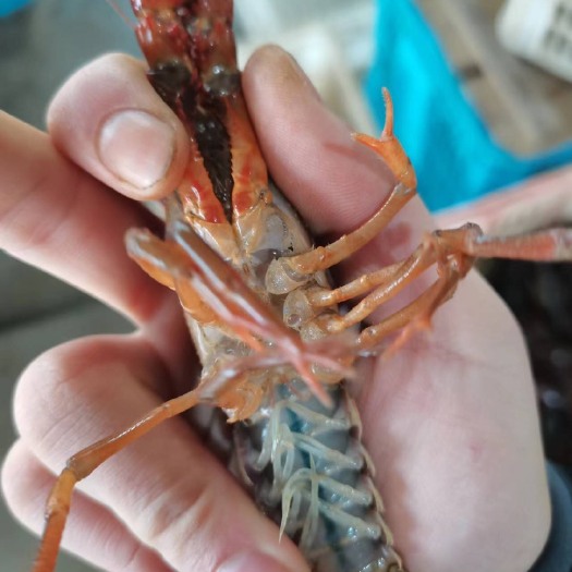 潜江市湖北潜江小龙虾 肉质饱满 底板干净