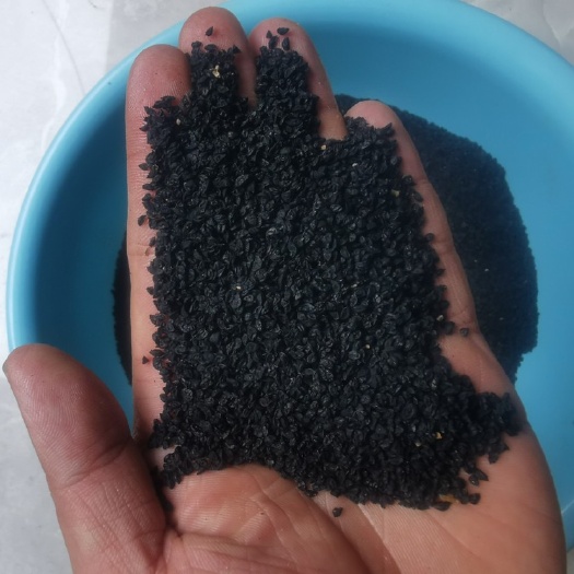 通海县大蒜种子  优质四季蒜苗种子，白根，黑叶，硬叶，欢迎咨询！