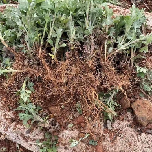 亳州金丝皇菊苗 金丝黄菊苗
