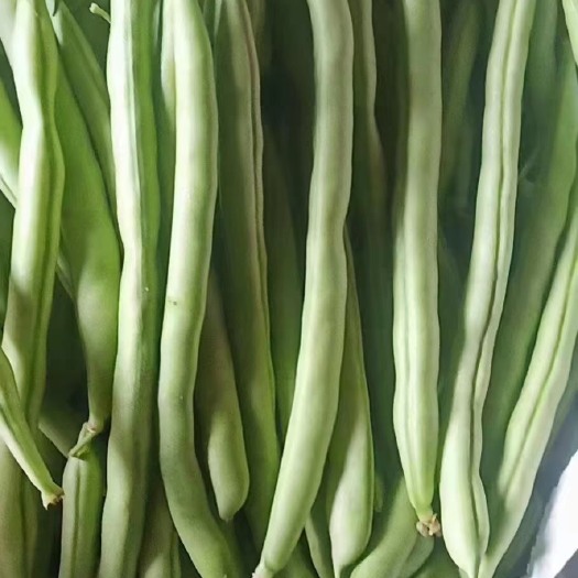 柳江区四季豆基地