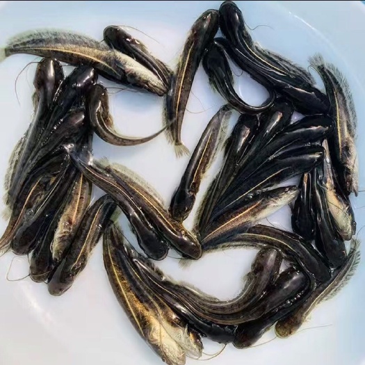 新兴县鲶鱼苗