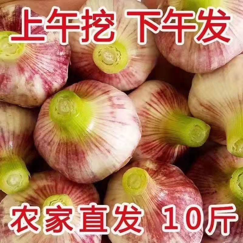 紫皮蒜 河南中牟早熟紫皮大蒜现挖现发可腌糖醋蒜新鲜蔬菜