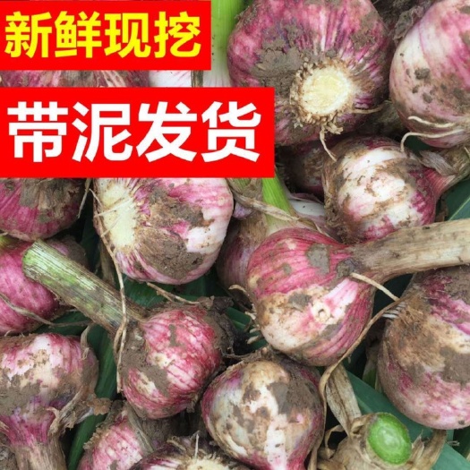 中牟县紫皮蒜 河南中牟早熟紫皮大蒜现挖现发可腌糖醋蒜新鲜蔬菜