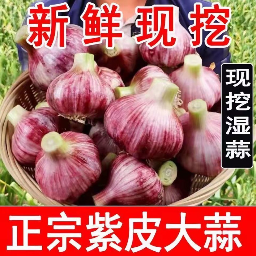 紫皮蒜 河南中牟早熟紫皮大蒜现挖现发可腌糖醋蒜新鲜蔬菜