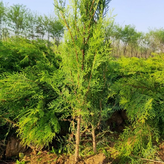 周至县80起步侧柏苗