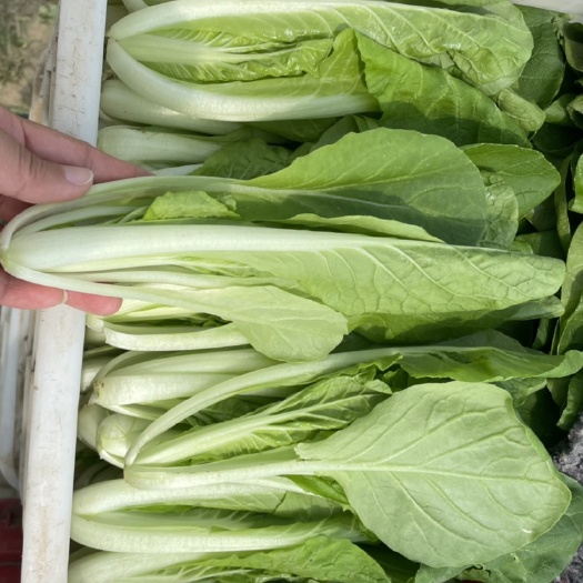 杞县奶白菜 河南省开封市杞县 15~20cm 