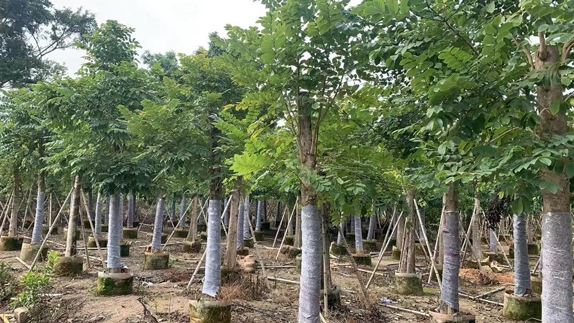 揭阳5-25公分本地火焰木，澳洲火焰木树苗，光棍-骨架-全冠，大