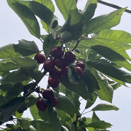 汉源县汉源红灯樱桃
