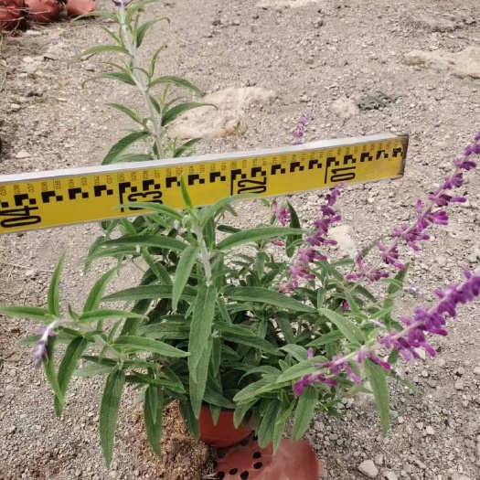 中山市 墨西哥鼠尾草 红盆 肘花
