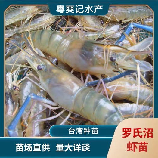 珠海罗氏沼虾苗 苗场养殖场直供，罗氏虾虾苗，工厂化养殖，淡水养殖