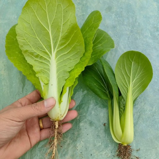 曹县 上海青 小白菜