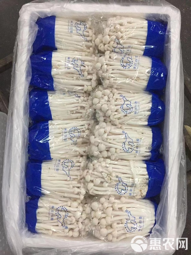 海鲜菇 400克整朵过膜 包装精美 工厂直销