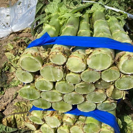 天门市红叶莴笋 精品莴笋 莴苣  万亩种植基地 货源充足价格优惠欢迎咨询