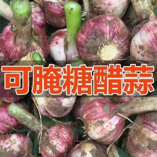 中牟县紫皮蒜 2022头茬鲜蒜现挖新鲜紫皮大蒜腌制糖醋蒜专用蔬菜