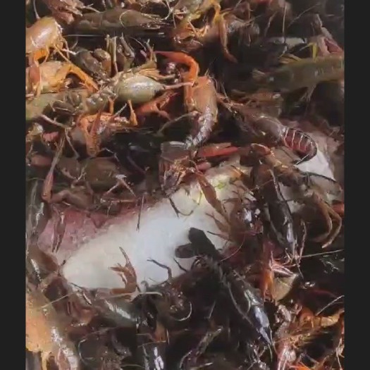 垫江小龙虾 重庆市重庆市垫江县 