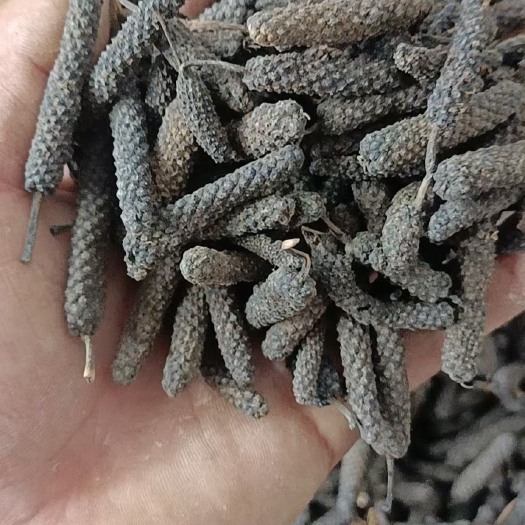 郑州特香料AAA 大毕卜，质量保证、价格优惠