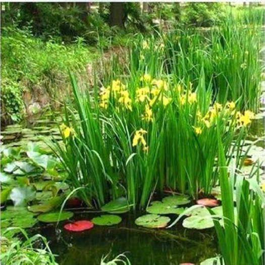 沭阳县 水生植物黄菖蒲蓝花鸢尾花苗阳台庭院池塘绿化睡莲盆栽花卉美人蕉