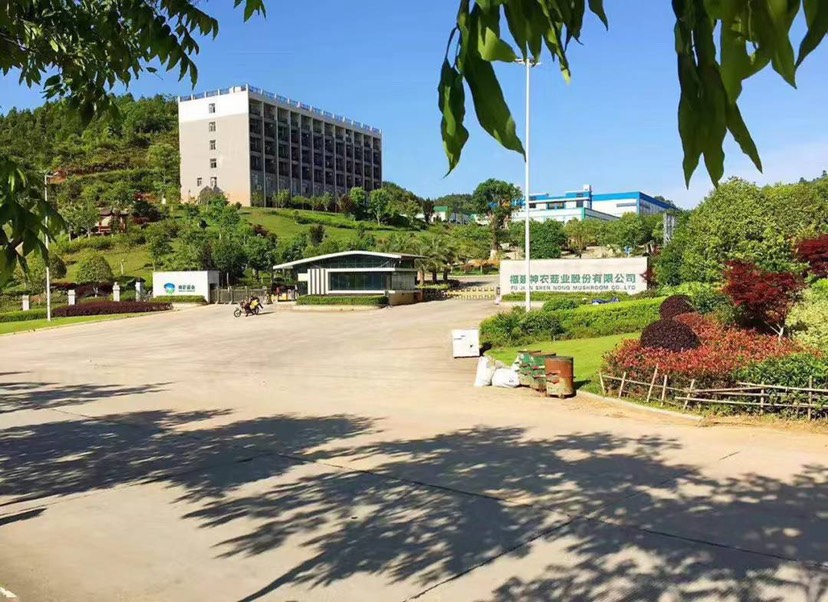 海鲜菇 400克整朵过膜 包装精美 工厂直销