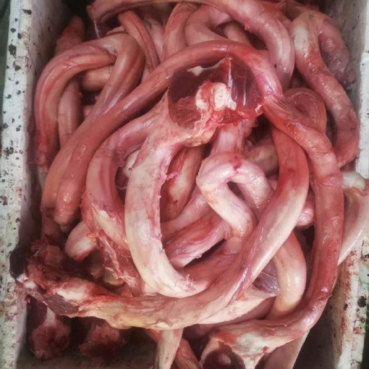 昆明云南本地 鲜牛鞭 精修牛鞭 每天都有 鲜货