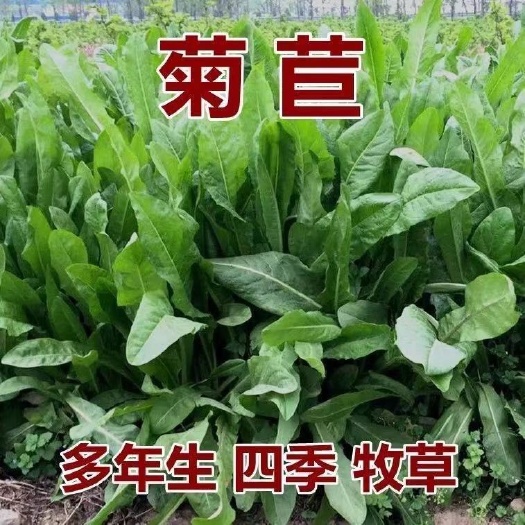 菊苣牧草