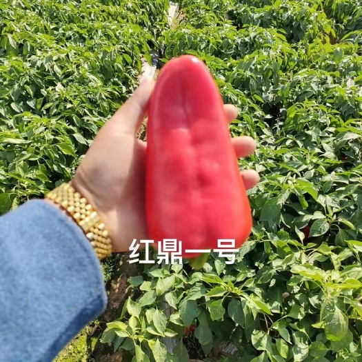 昆明甜椒种子 红甜杂种子 大红泡椒种子 红椒种子 甜杂辣椒种子