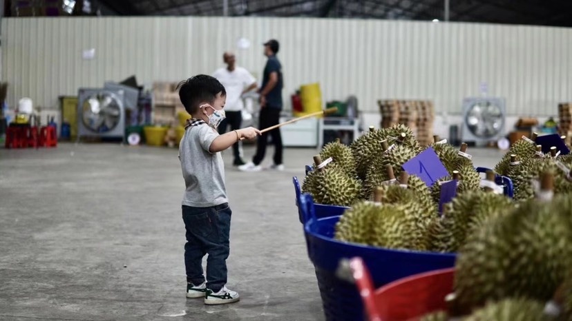 武汉泰国金枕榴莲（包邮）一手货源