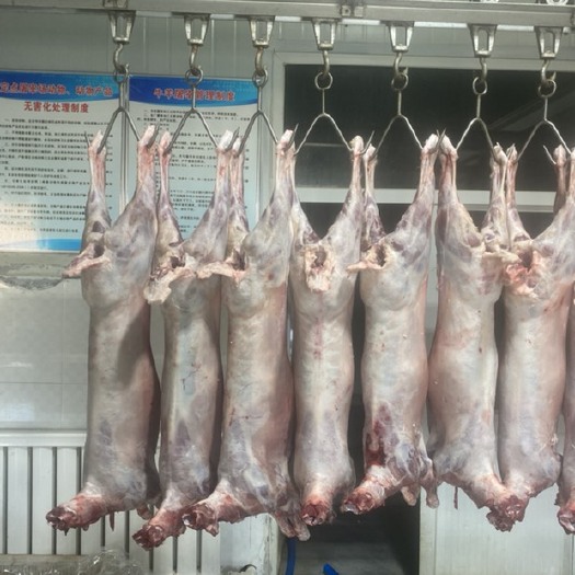 巴彦淖尔牧区小烤羊12—23斤内蒙烤全羊清真食品