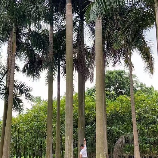漳州 大王椰子树漳州棕榈树大王椰子种植基地农户一手货源充足低价直销