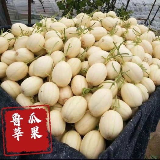 莘县东方蜜甜瓜 红金蜜、东方蜜、白瓜主产地，对接各大商超档口电商