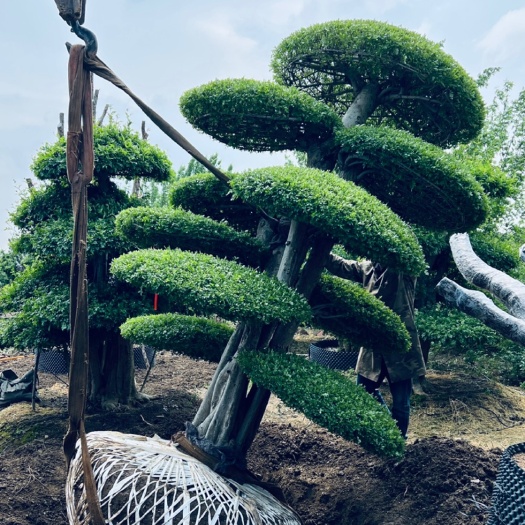 京山市 对节白蜡