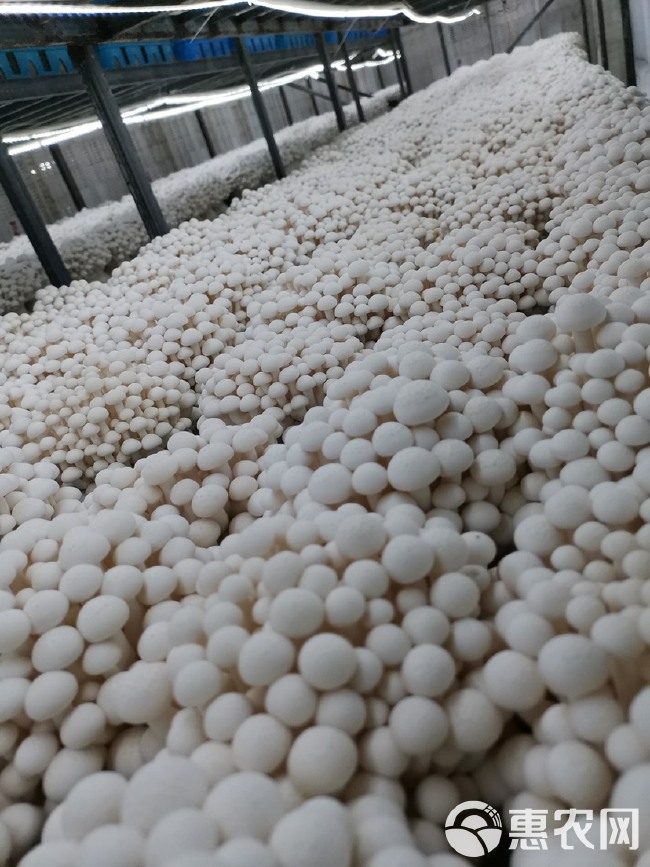 海鲜菇 400克整朵过膜 包装精美 工厂直销
