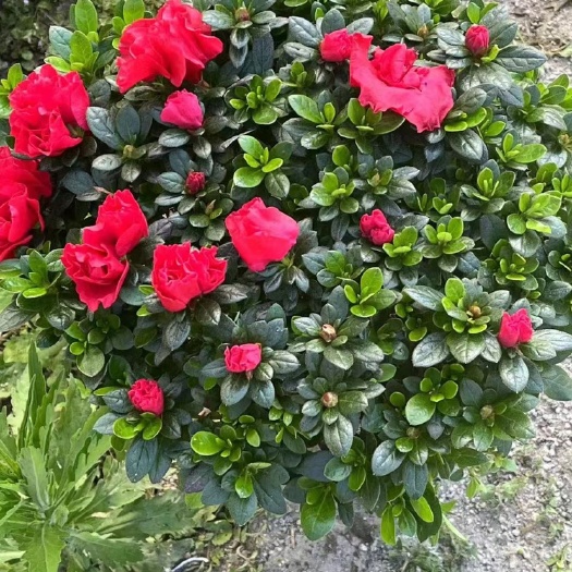 漳州西洋杜鹃漳州杜鹃花种植基地西洋杜鹃苗农直销价格低一手货源批