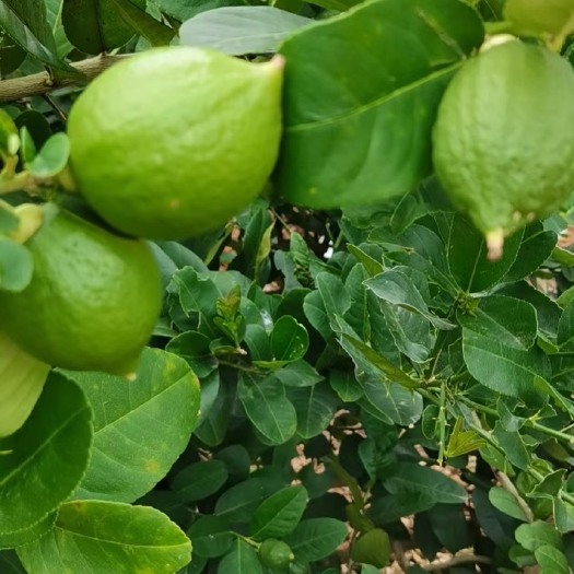 博罗县香水柠檬苗 广东香水无籽柠檬