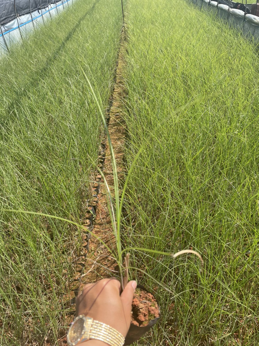  细叶芒