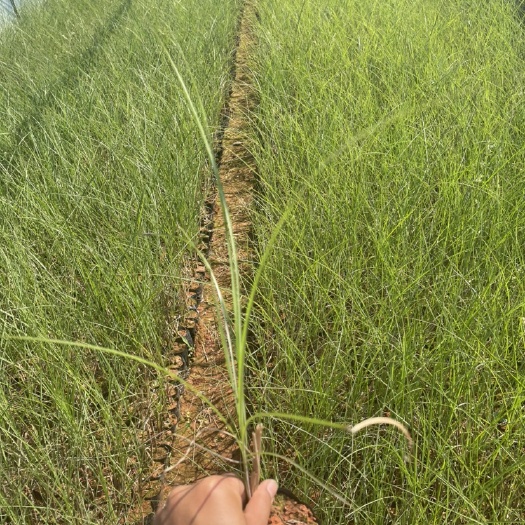 宜良县 细叶芒