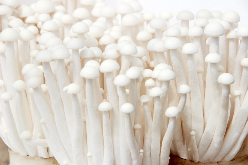海鲜菇 400克整朵过膜 包装精美 工厂直销